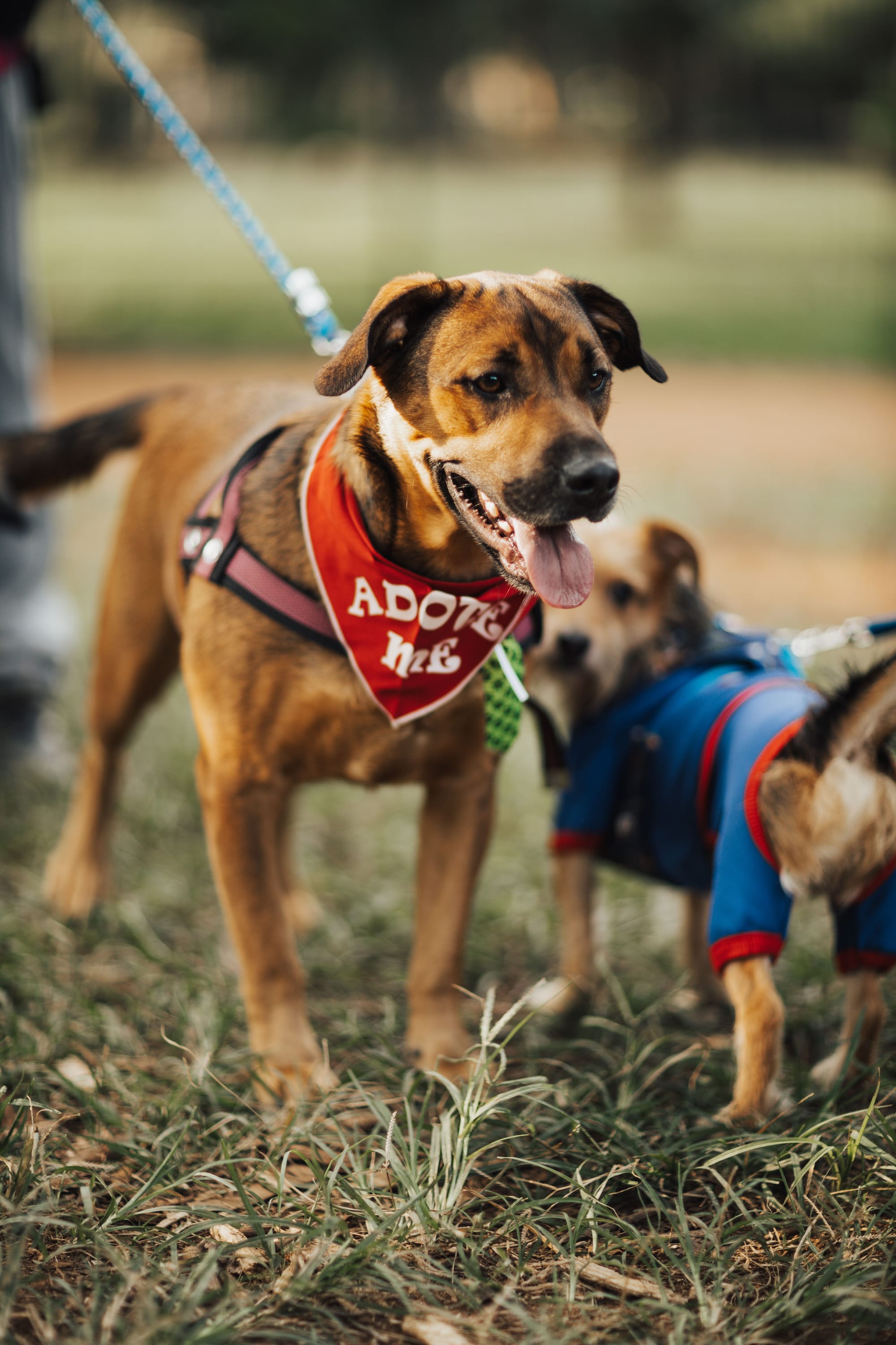 CQ @ Clarke Quay hosts massive pet event over two weekends this May