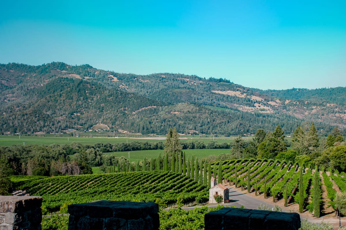 The great Napa wines made from the valley’s old vines Post feature image
