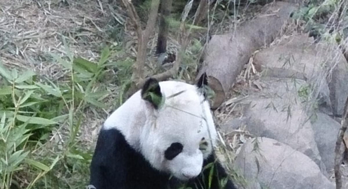 Giant panda Kai Kai sitting and eating bamboo at River Wonders' Giant Panda Forest in Singapore.