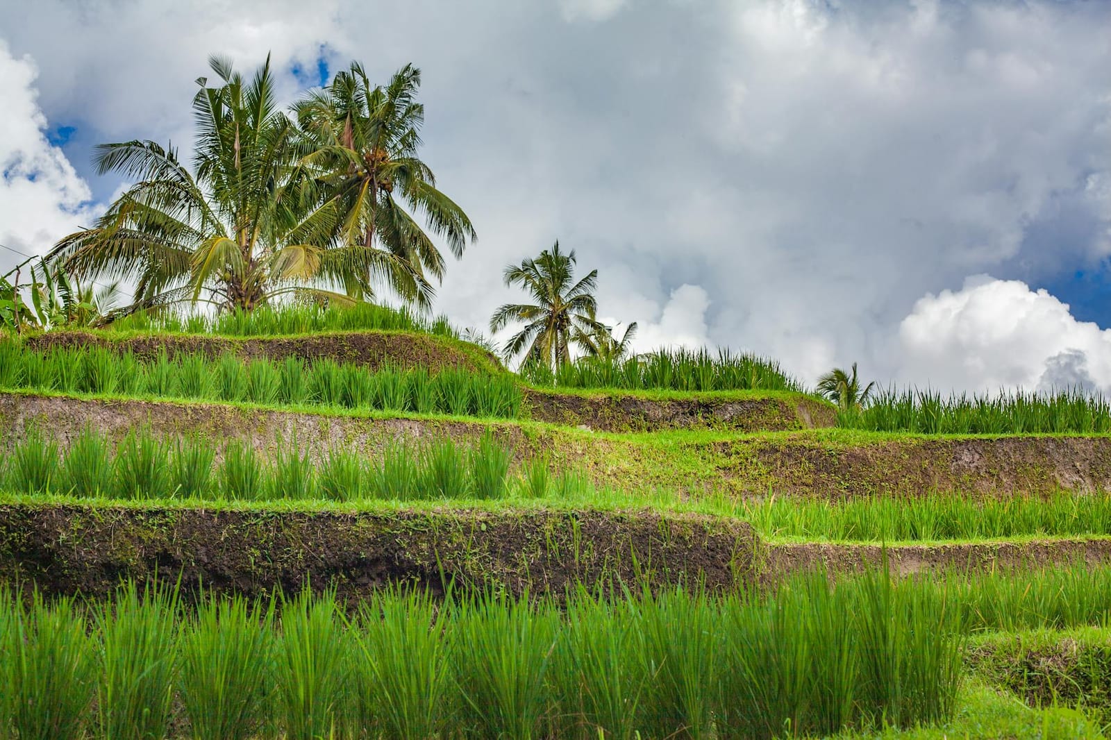 Ocean Tribes Festival brings music, film, and fashion to Suntec on April 11 Post feature image