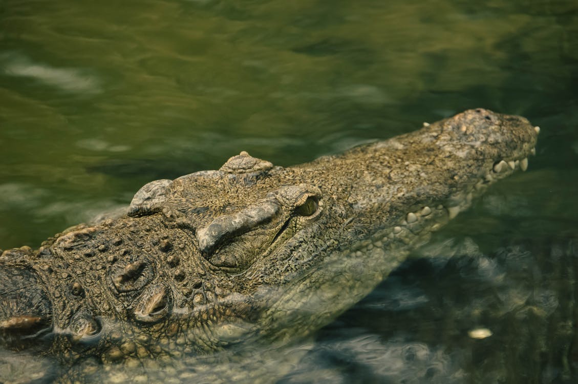 Crocodile spotted in waters off Sentosa Cove caught and euthanised; water activities can resume Post image