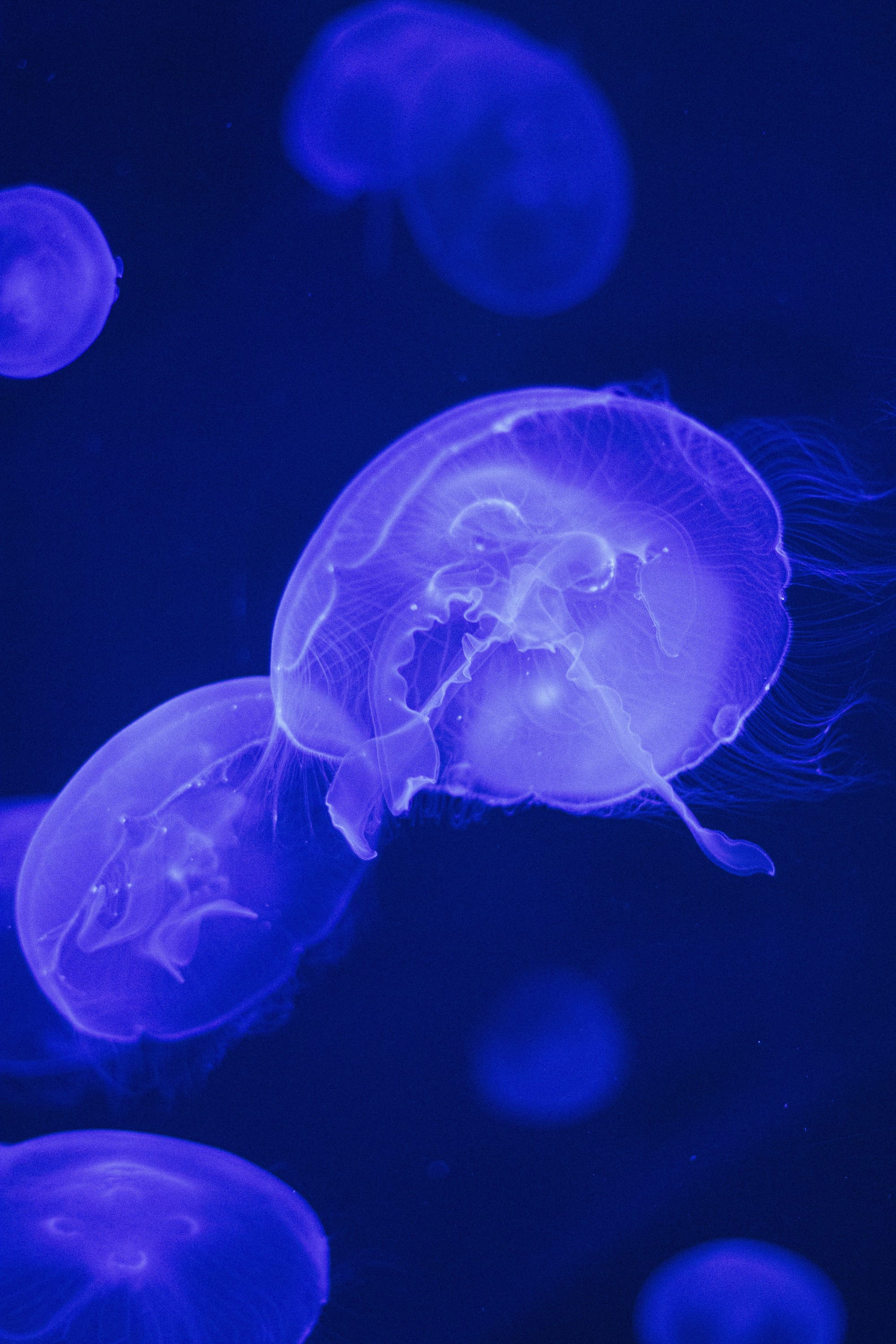 ArtScience Museum’s ocean exhibition features rare deep-sea footage from OceanX Post image