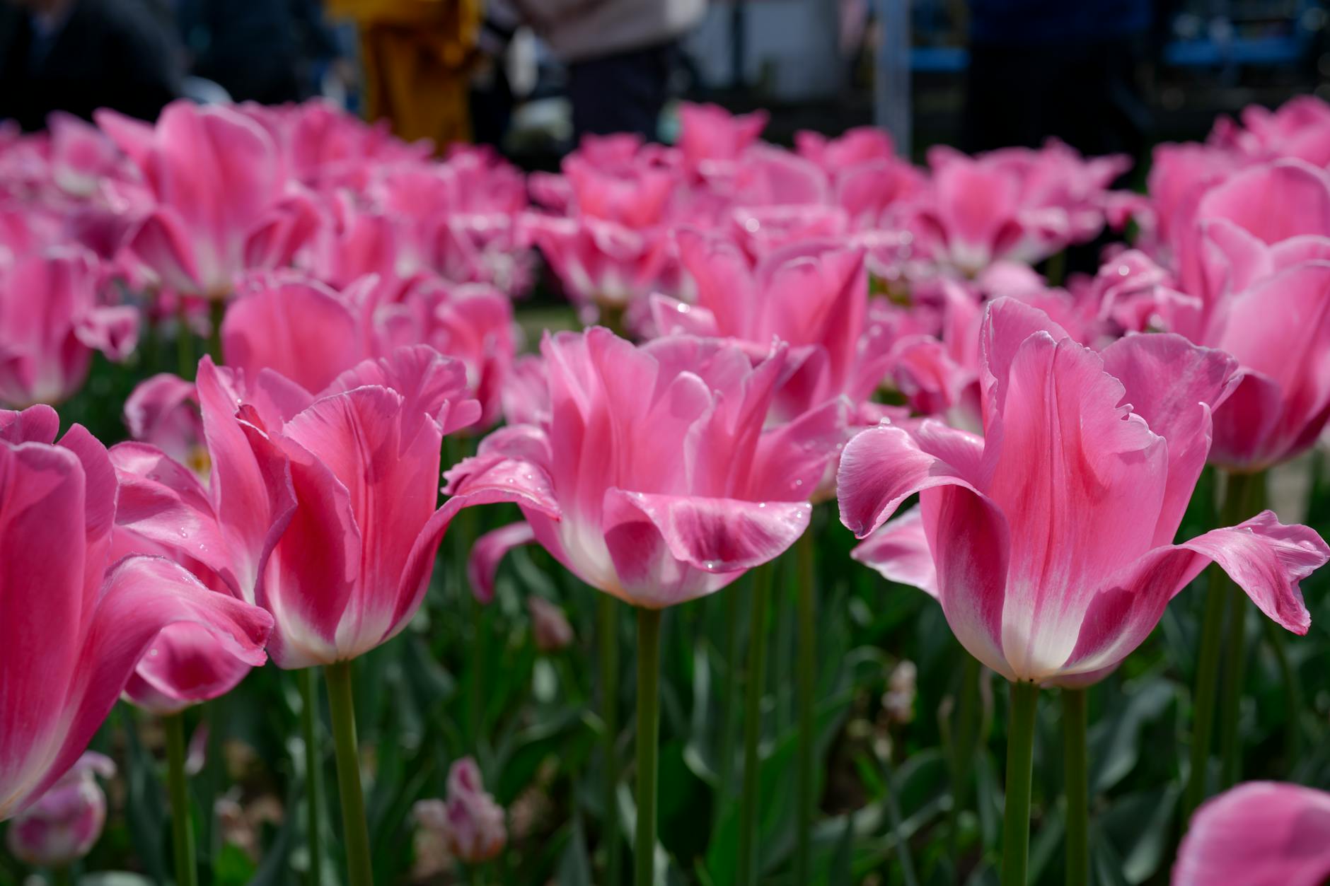 Singapore Garden Festival 2026: What to See at This Year's Floral Showcase Post feature image