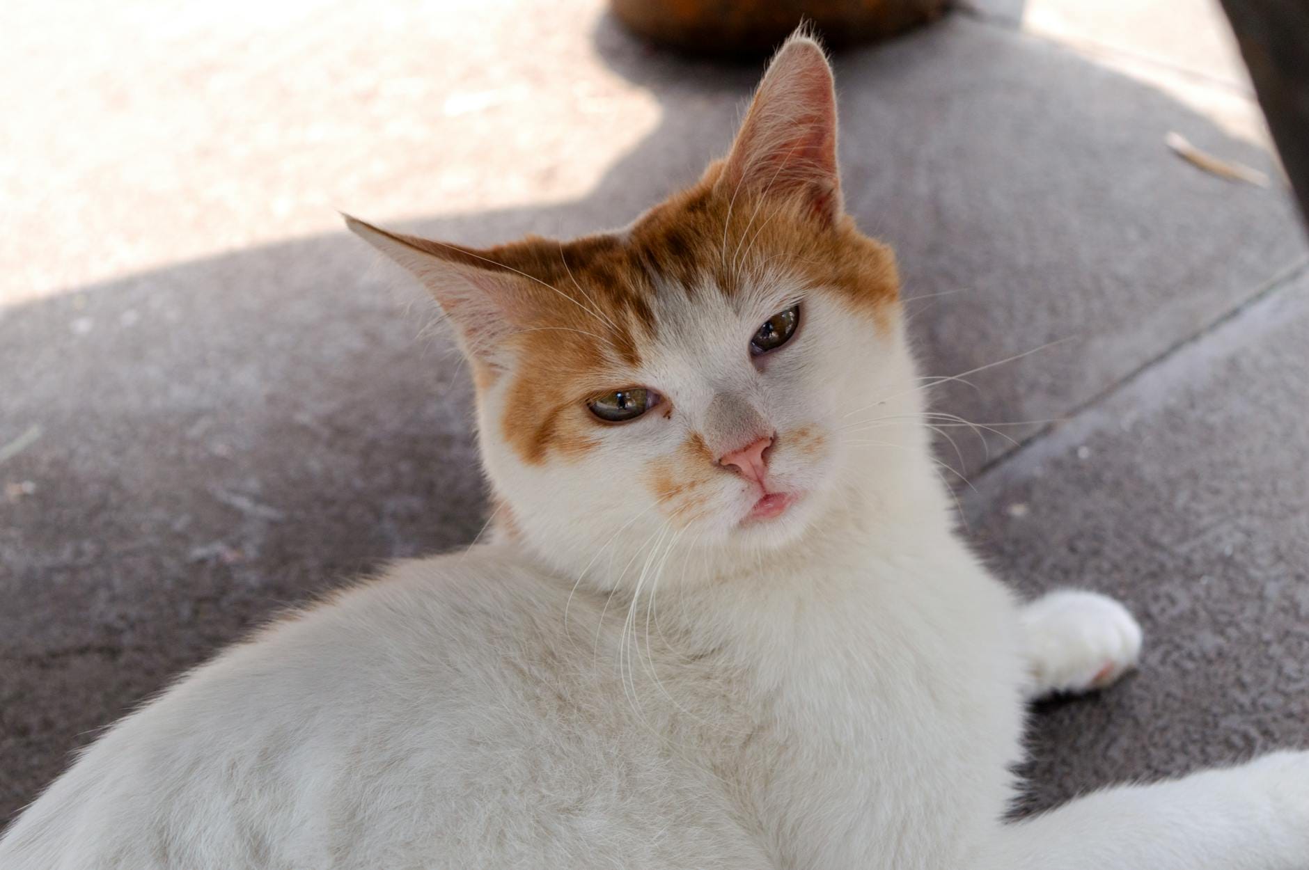 This Cute Cat-Themed Art Exhibition In Tai Seng Has Kitty-Inspired Clothing & Japanese Teas Post feature image