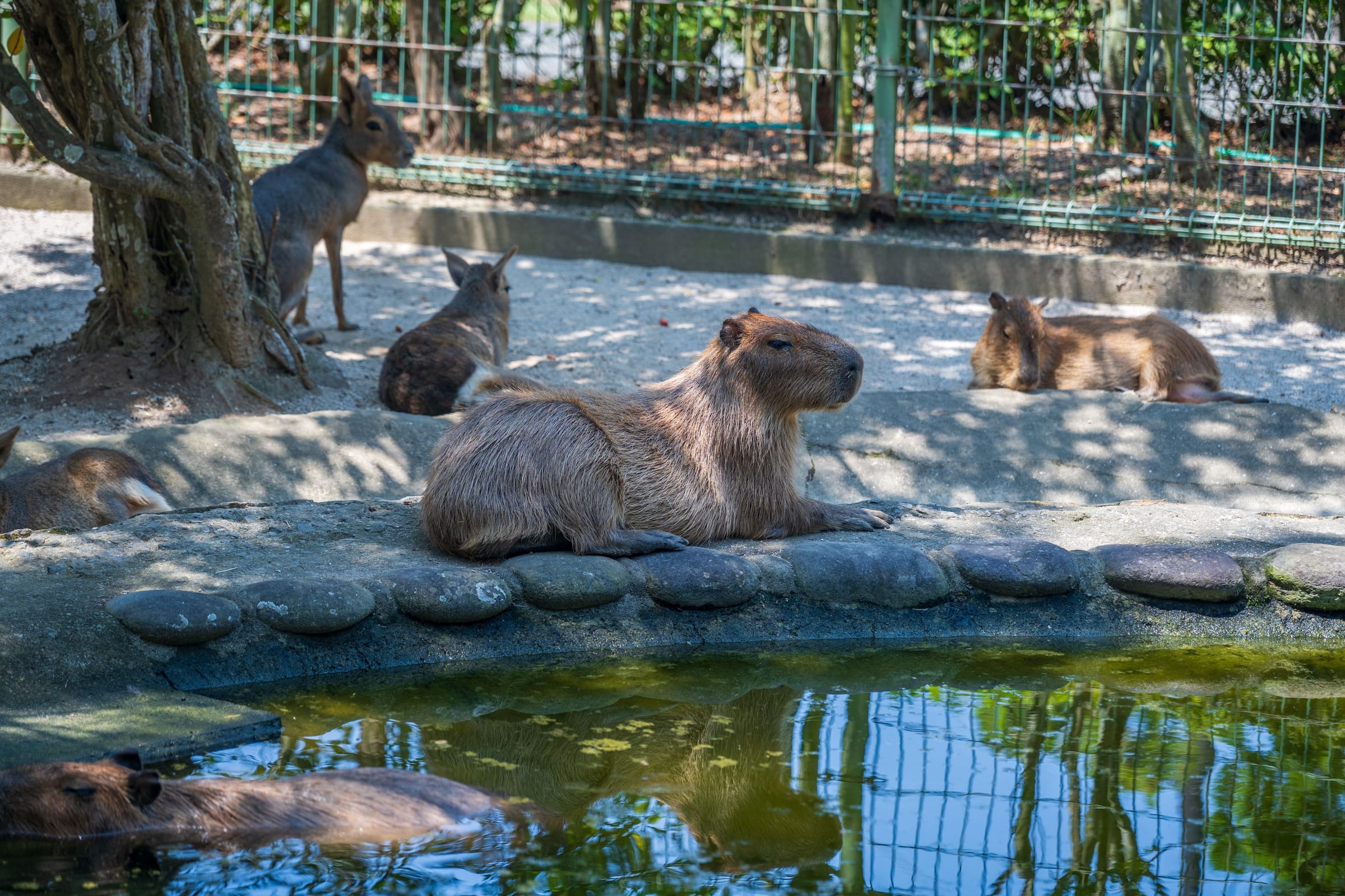 Sydney's Capybara Bathing Opens First Outpost in SG Post feature image